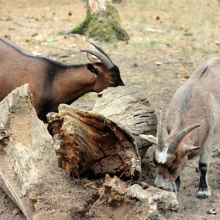 Martas Gaestehaeuser Gross Vaeter