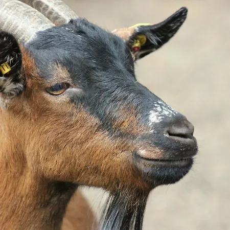 Martas Gaestehaeuser Gross Vaeter 템플린