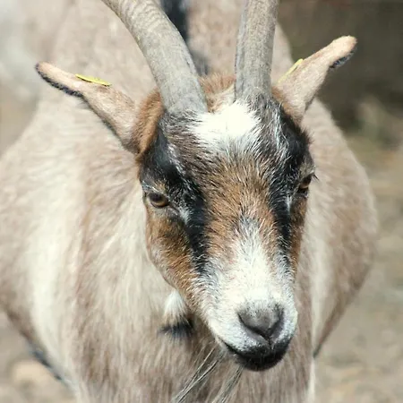 Kompleks wypoczynkowy Martas Gaestehaeuser Gross Vaeter Templin