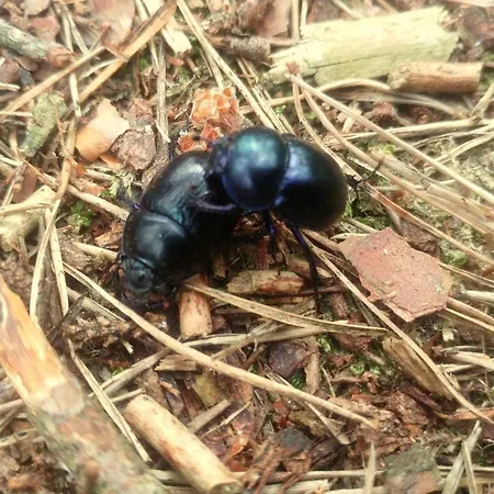 Martas Gaestehaeuser Gross Vaeter Kompleks wypoczynkowy