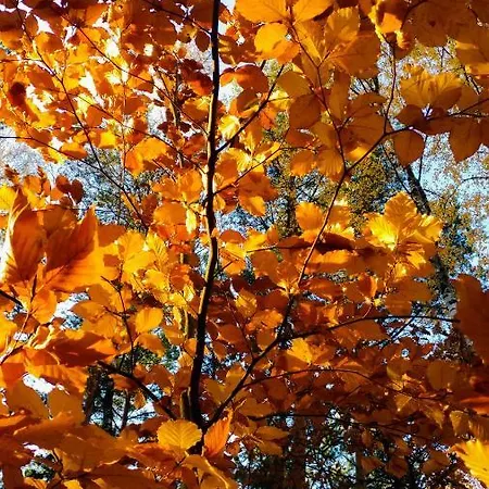 Martas Gaestehaeuser Gross Vaeter 홀리데이파크 *