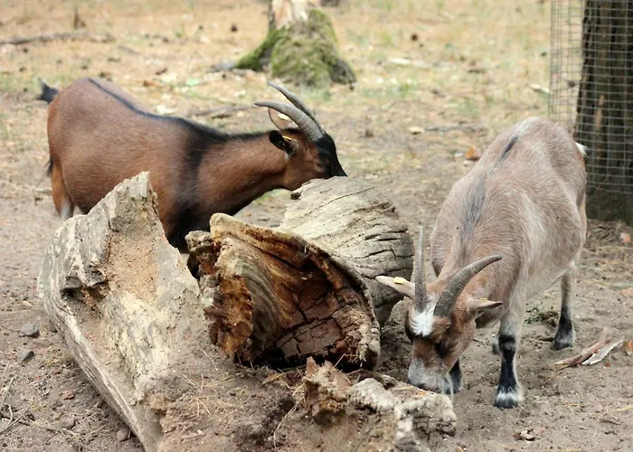 Martas Gaestehaeuser Gross Vaeter