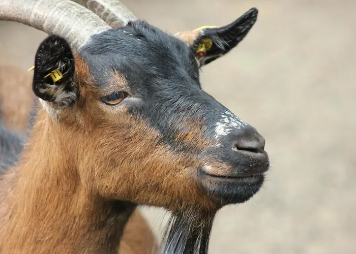 Martas Gaestehaeuser Gross Vaeter Templin