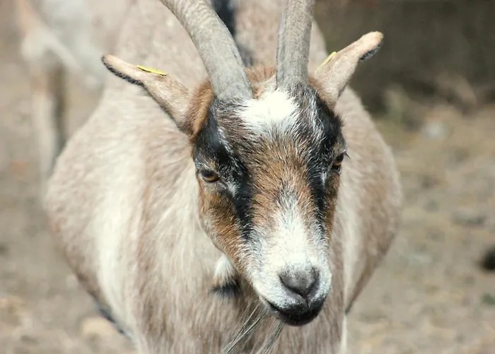 Feriepark Martas Gaestehaeuser Gross Vaeter Templin