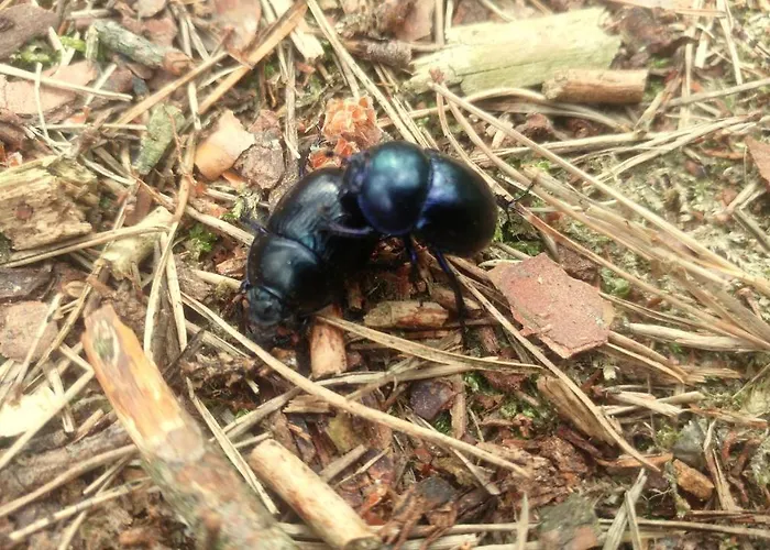 Martas Gaestehaeuser Gross Vaeter Feriepark