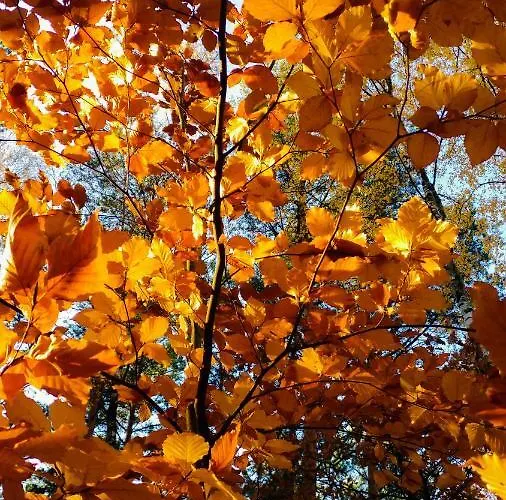 Martas Gaestehaeuser Gross Vaeter ホリデーパーク *